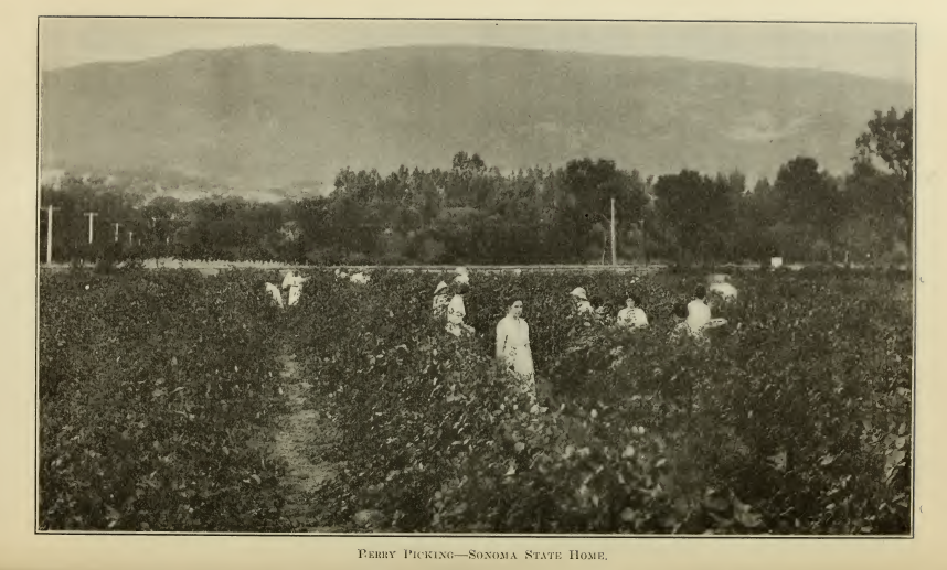 Women picking berries in Sonoma home.